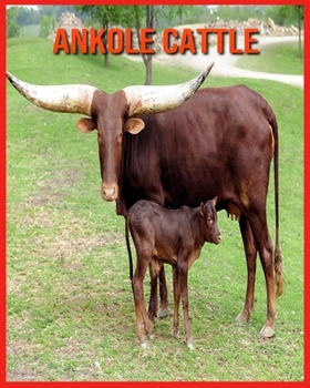 Paperback Ankole Cattle: Amazing Photos & Fun Facts Book About Ankole Cattle For Kids Book