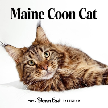 Calendar 2025 Maine Coon Cat Wall Calendar Book