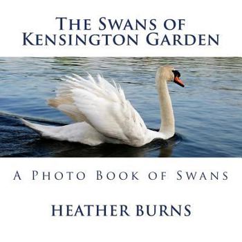 Paperback The Swans of Kensington Garden: A Photo Book of Swans Book