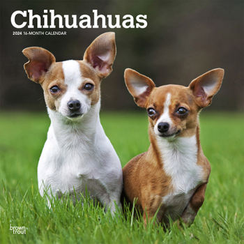 Calendar Chihuahuas 2024 Square Book