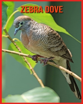 Paperback Zebra Dove: Learn About Zebra Dove and Enjoy Colorful Pictures Book