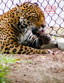 2020 A4 Diary Week To View Planner For All Occasions: | Year Planner For Business, Office, Home, University, College, School, Appointments, Organizer.