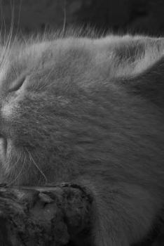 Paperback Sleeping Kitty Notebook Book