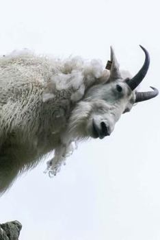 Goat Notebook