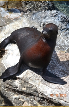 Paperback Max The Sea Lion Book