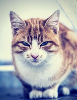 Paperback Proud Cat College Ruled Composition Book, 202 Pages, 7.44" x 9.69" Book