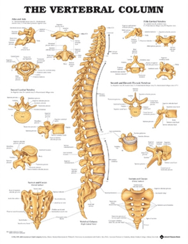 Wall Chart The Vertebral Column Anatomical Chart Book