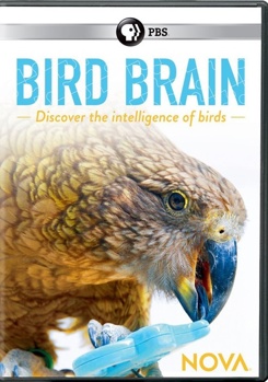 DVD Nova: Bird Brain Book
