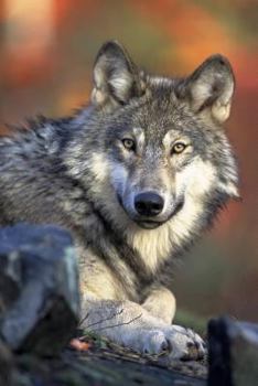 Paperback Watching You: Wolves Live and Hunt in Packs of Around Six to Ten Animals. They Are Known to Roam Large Distances, Perhaps 12 Miles i Book