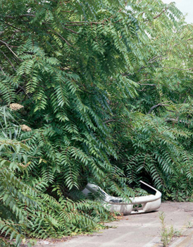 Paperback Franziska Klose: Detroit: Field Notes from a Wild City Book