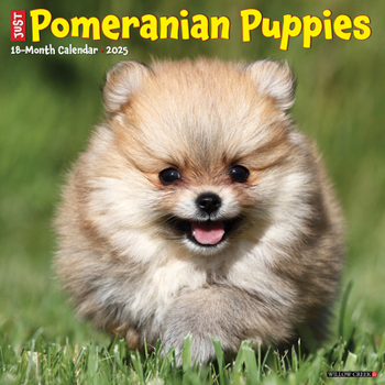 Calendar Just Pomeranian Puppies 2025 12 X 12 Wall Calendar Book