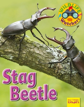 Stag Beetle - Book  of the Wildlife Watchers