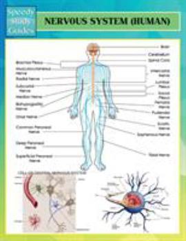 Paperback Nervous System (Human) (Speedy Study Guides) Book