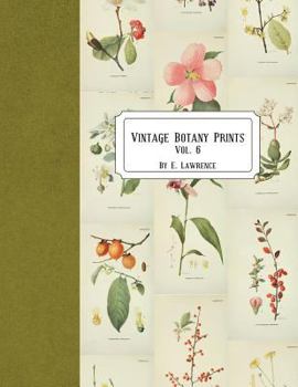 Paperback Vintage Botany Prints: Vol. 6 Book