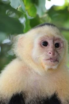 Paperback White-Faced Capuchin Monkey Journal: 150 page lined notebook/diary Book