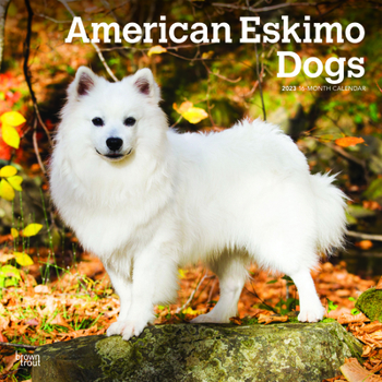 Calendar American Eskimo Dogs 2023 Square Book