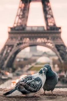 Paperback Pigeons in Paris Journal: 150 Page Lined Notebook/Diary Book