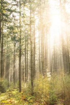 Paperback Sunlight in an Dreamy Forest Journal: 150 Page Lined Notebook/Diary Book