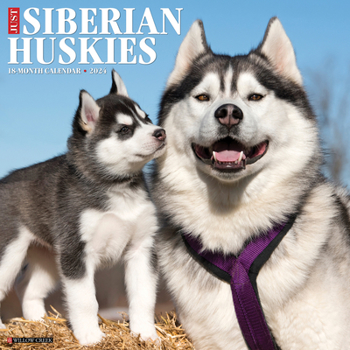 Calendar Just Siberian Huskies 2024 12 X 12 Wall Calendar Book