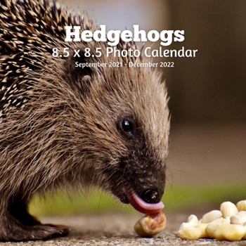 Paperback Hedgehogs 8.5 X 8.5 Calendar September 2021 -December 2022: Monthly Calendar with U.S./UK/ Canadian/Christian/Jewish/Muslim Holidays-Nature Animals Wi Book