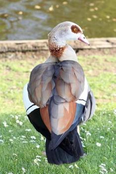 Paperback Egyptian Goose Journal: 150 page lined notebook/diary Book