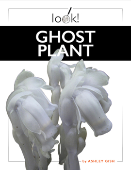 Ghost Plant