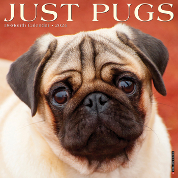 Calendar Just Pugs 2024 12 X 12 Wall Calendar Book