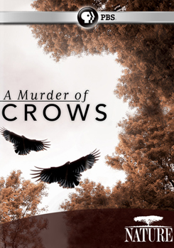 DVD Nature: A Murder of Crows Book