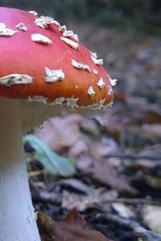 Paperback Fly Agaric Mushroom on the Forest Floor Book