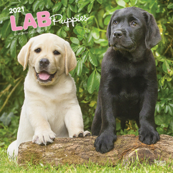 Calendar Labrador Retriever Puppies 2021 Square Book