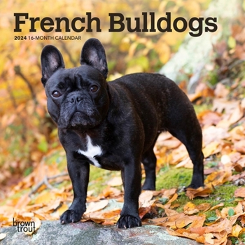 Calendar French Bulldogs 2024 Mini 7x7 Book