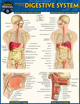 Anatomy of the Digestive System: Quickstudy Laminated Reference Guide