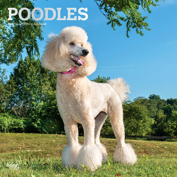 Calendar Poodles 2022 Square Book