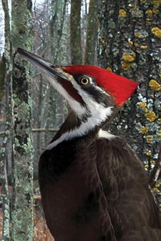 Hardcover Pileated Woodpecker Blank Journal Book