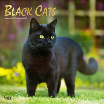 Calendar Black Cats 2026 12 X 24 Inch (Hanging) Monthly Square Wall Calendar Foil Stamped Cover Plastic-Free Book