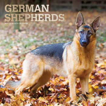 Calendar German Shepherds 2021 Square Foil Book