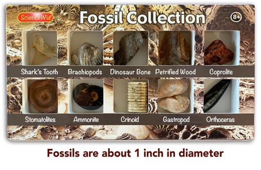 Misc. Fossil Collection Book