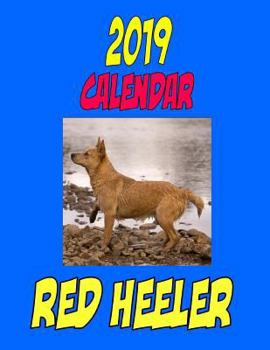 Paperback 2019 Calendar Red Heeler: Dog weekly calendar, personal contacts list, password log, notes and to do list Book