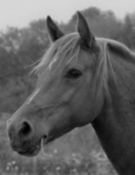 Wild Horse Study Planner and Homework Helper: For School Students