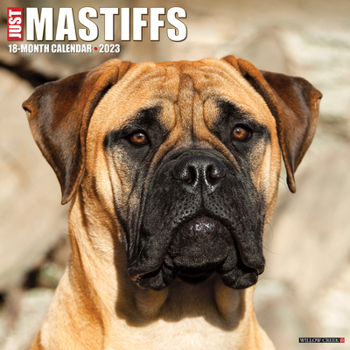 Calendar Just Mastiffs 2023 Wall Calendar Book