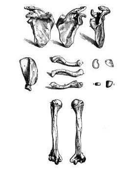 Anatomy Notebook: Scapula Right Clavicle Humerus - Andreas Vesalius Anatomy Art College Ruled Notebook | 110 Pages (Andreas Vesalius White Cover)