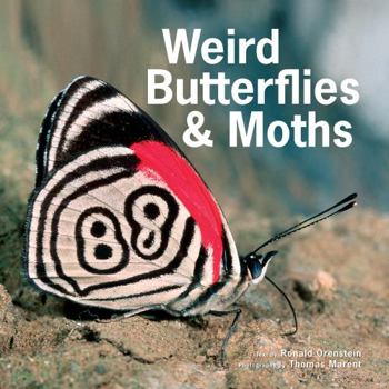 Hardcover Weird Butterflies and Moths Book