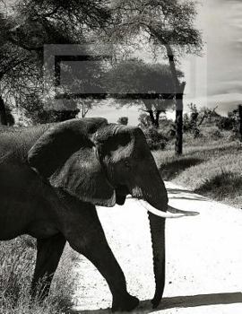 Majestic African Elephants: Half Squared (Quad Grid) / Half College Ruled Composition Book 8. 5 X 11 Inches