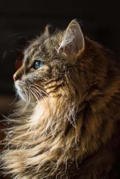 Journal : Maine Coon Cat