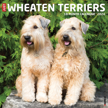 Calendar Just Wheaton Terriers 2024 12 X 12 Wall Calendar Book