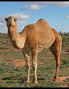 Paperback The History of a Monkey and a Pig Book