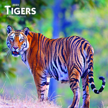 Calendar Tigers 2023 Square Book