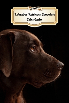 Paperback 2020 Labrador Retriever Chocolate Calendario: 107 P?ginas Tama?o A5 Planificador Semanal 12 Meses 1 Semana en 2 P?ginas Agenda Semana Vista Tapa Bland [Spanish] Book