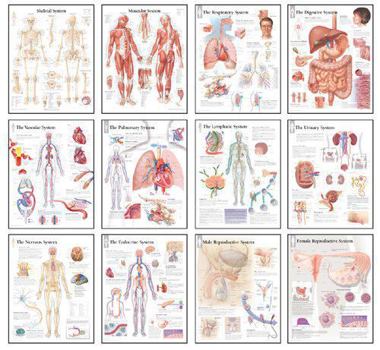 Paperback Body Systems Chart Set Book