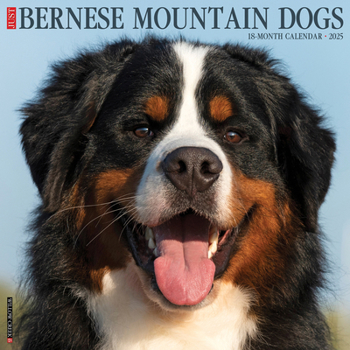 Calendar Just Bernese Mountain Dog 2025 12 X 12 Wall Calendar Book